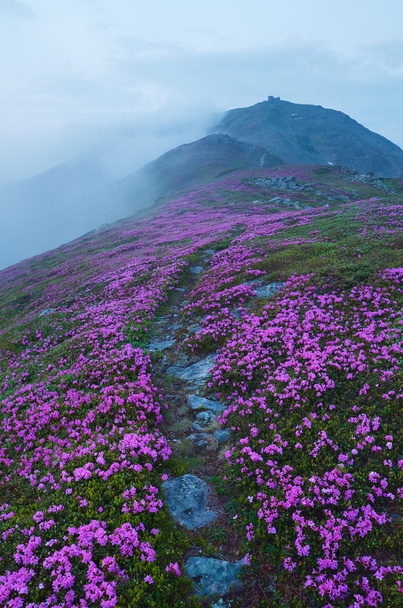 Polku vuorilla vaaleanpunaisia kukkia
 - Valokuva, kuva