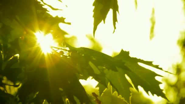 Świecące drzewa liści - Materiał filmowy, wideo