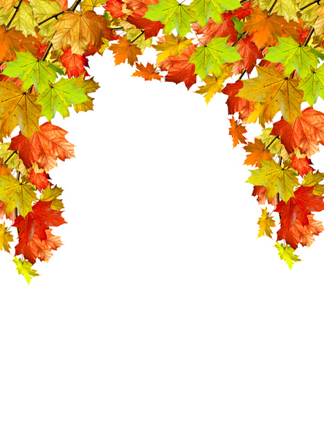 hojas de otoño aisladas sobre fondo blanco - Foto, Imagen
