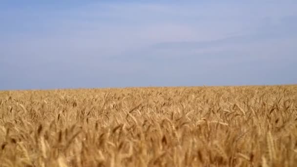 Wheat field with blue sky - Footage, Video