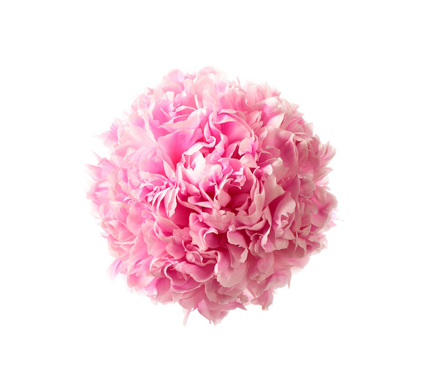 Tête de pivoine rose
 - Photo, image