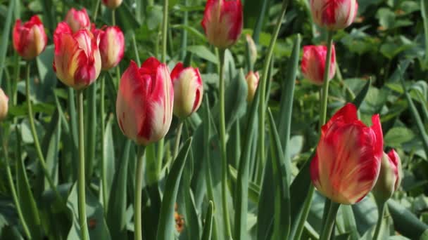 Red tulips against green grass - Footage, Video