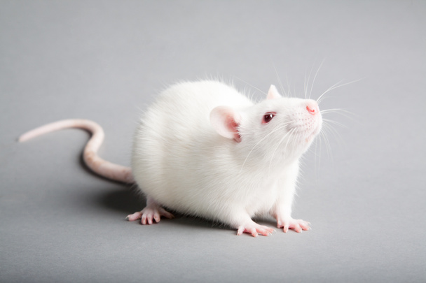 White rat - Photo, Image