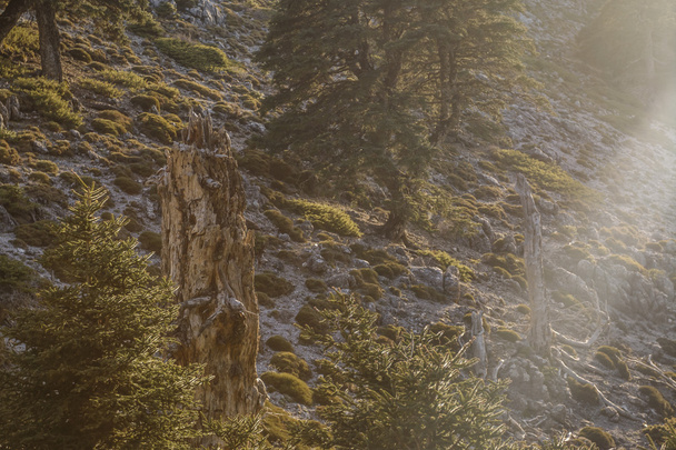 Старое дерево у горы
 - Фото, изображение