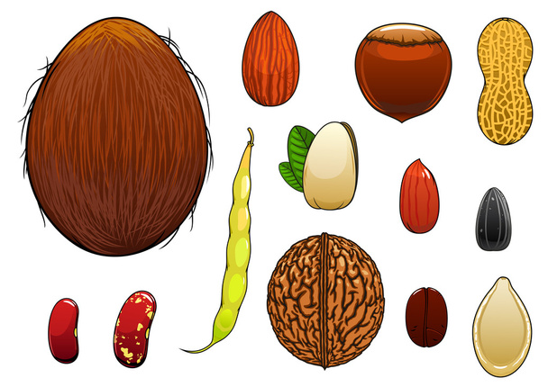 Realistic nuts, seeds and beans in cartoon style - Vector, Image
