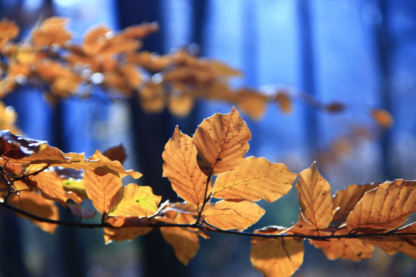 Colors of fall - Foto, immagini