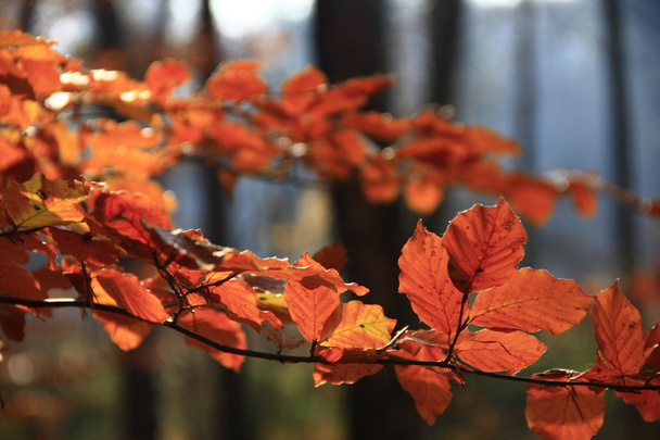 sonbahar renkleri - Fotoğraf, Görsel