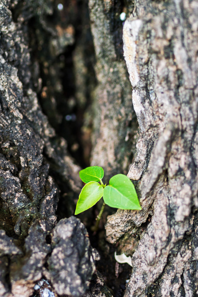 Árbol pequeño en árbol grande nueva generación
 - Foto, imagen