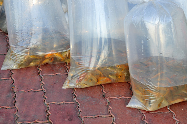 Ho či Minovo Město, Vietnam - 24. dubna 2015: ryby jsou uloženy v plastových sáčků, příprava být propuštěn v řeky Saigon v den národního rybolovu ve Vietnamu - Fotografie, Obrázek