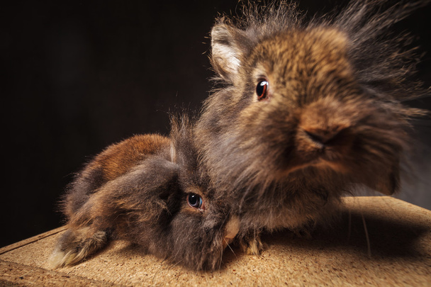 funny and cute lion head bunny rabbits couple - Φωτογραφία, εικόνα