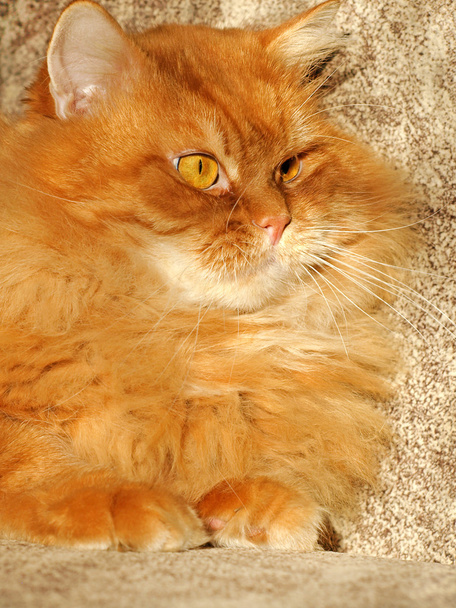 Red cat. - Photo, Image