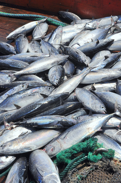 Atún capturado por redes de arrastre en el mar de la bahía de Nha Trang
 - Foto, imagen