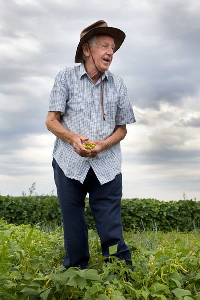 Agricultor senior con frijoles amarillos
 - Foto, imagen