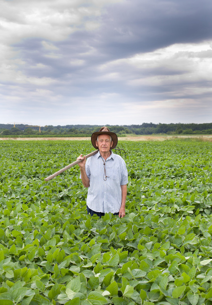Фермер с вилкой на соевом поле
 - Фото, изображение