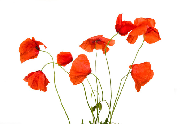 Poppy bloemen - Foto, afbeelding