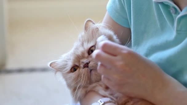 Close-up žena čištění kočičí oči - Záběry, video