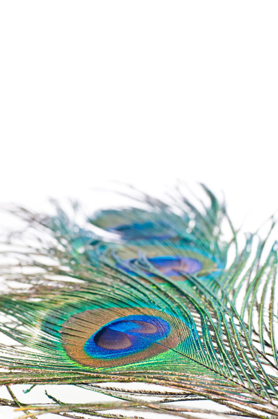 Peacock feather on white - Фото, изображение