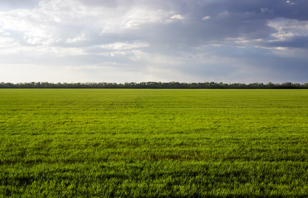 green field - Φωτογραφία, εικόνα