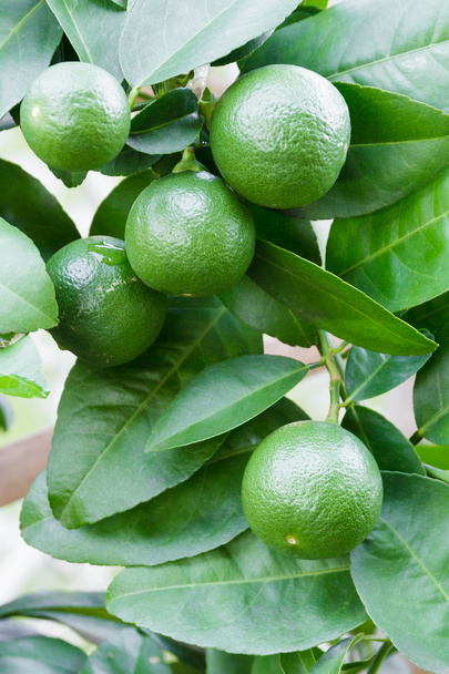 Lime trees. Green lemon - Φωτογραφία, εικόνα