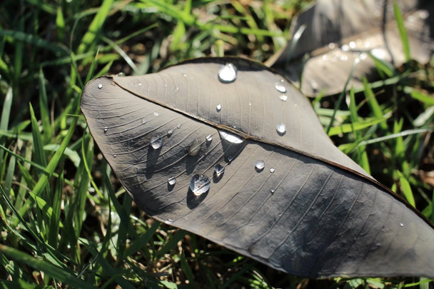 水滴の乾燥葉 - 写真・画像