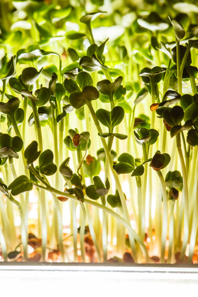 nutritious sprouts background - Photo, Image