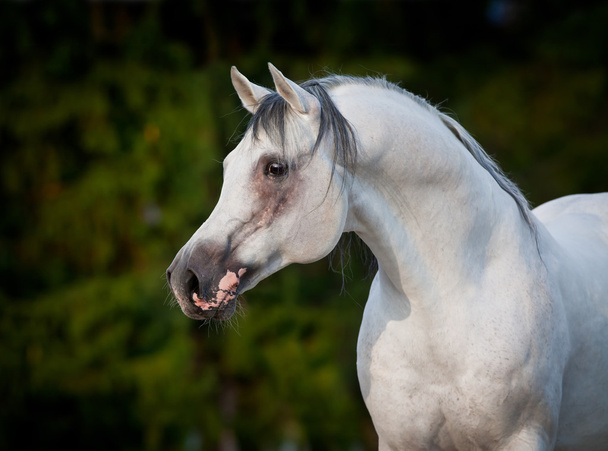 Арабский портрет серой лошади
. - Фото, изображение