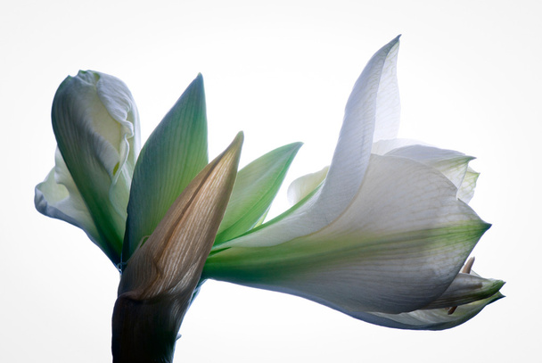 fehér Amarillisz virág - Fotó, kép