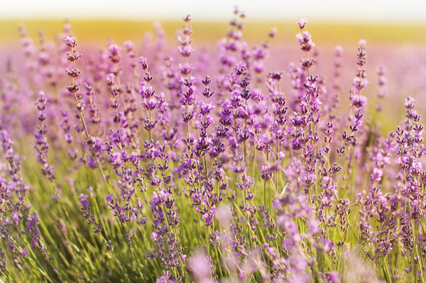 Closeup picture of lavender flowers - Фото, изображение