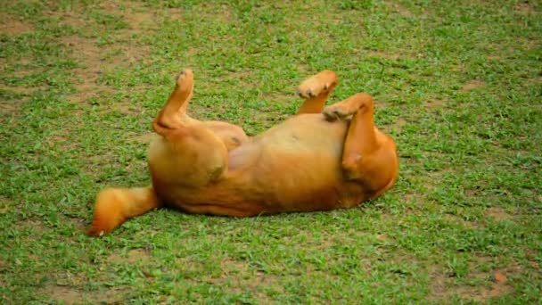 Male Dog Rolling in Grass at Vang Vieng. Laos - Materiaali, video