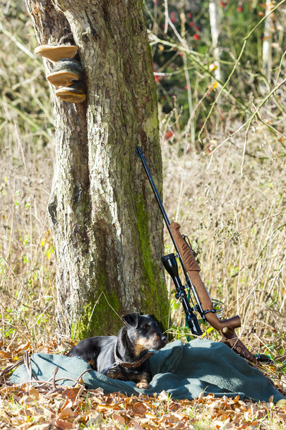 av köpeği bir silah ile yalan - Fotoğraf, Görsel