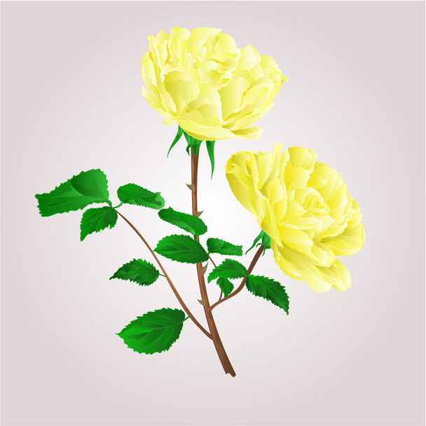 Oksan keltaisia ruusuja vektori
 - Vektori, kuva