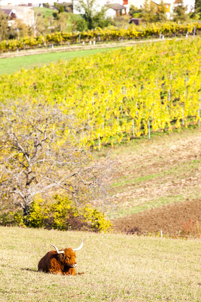 cow on autumnal meadow, Lower Austria, Austria - Photo, Image