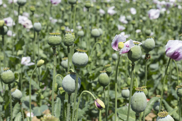 Field of the white Poppy - Photo, Image
