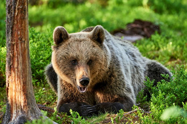 Hnědý medvěd ležící v lese - Fotografie, Obrázek