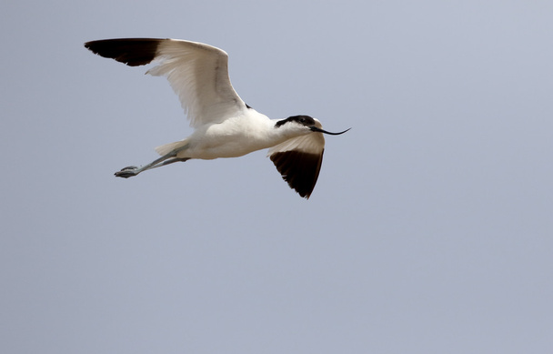 Aguacate, Recurvirostra avosetta
 - Foto, imagen