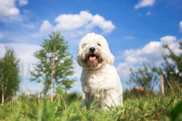 Портрет собаки Coton de Tulear в саду
 - Фото, изображение