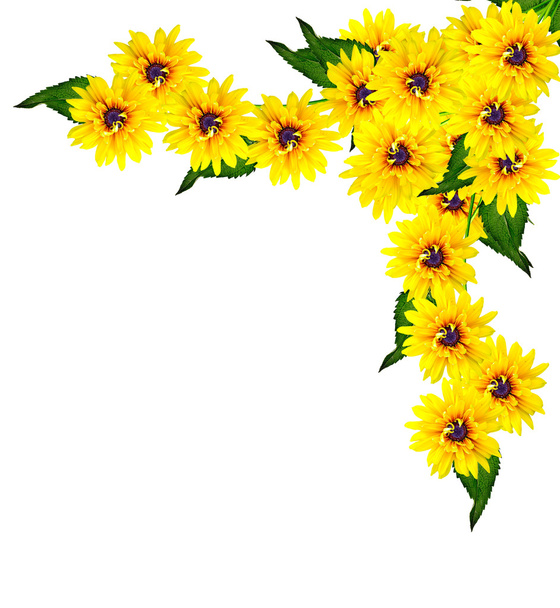 Rudbeckia żółty kwiat na białym tle - Zdjęcie, obraz