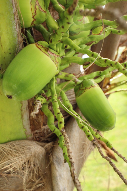 Kokosowe drzewo - Zdjęcie, obraz