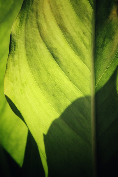 листя з тінню
 - Фото, зображення