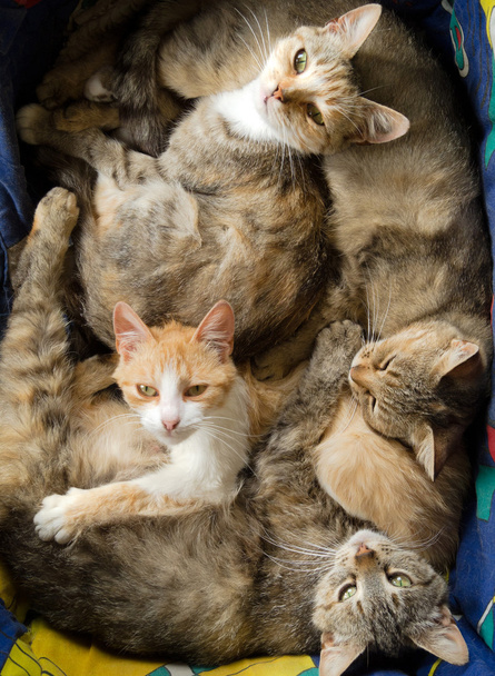 Muchos gatos
 - Foto, Imagen