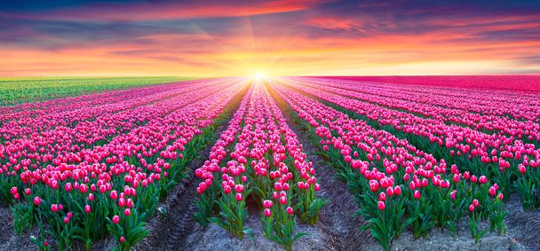 Fields of blooming white tulips at sunrise.  - Photo, Image