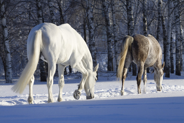Cavalos na floresta nevada
 - Foto, Imagem