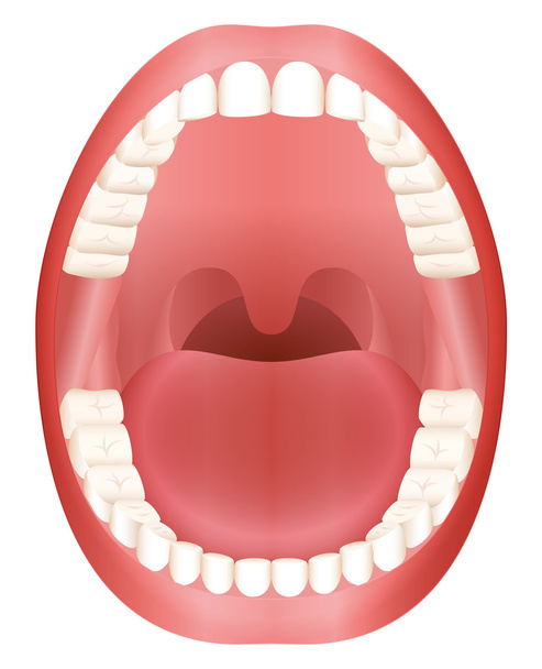 Teeth Open Mouth Adult Dentition - Vector, Image