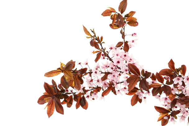 jarní kvetoucí větev - Fotografie, Obrázek