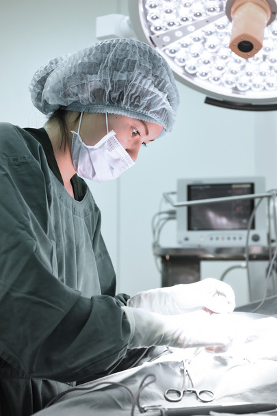 veterinarian surgery in operation room - Photo, image