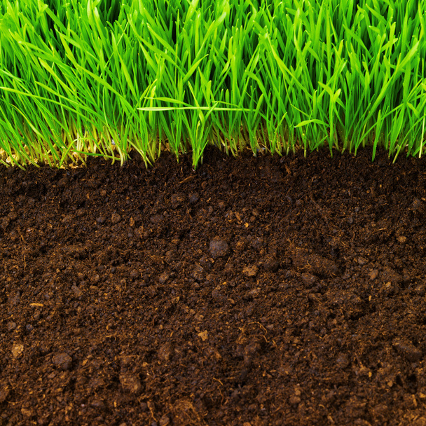 Healthy grass and soil - Фото, изображение