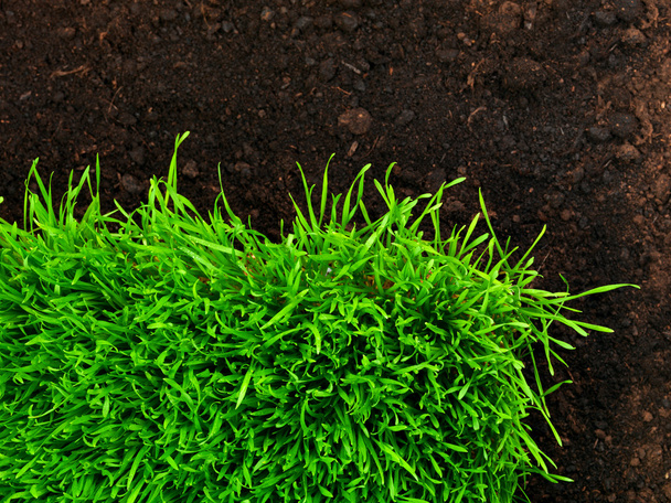 Healthy grass and soil - Foto, Imagen