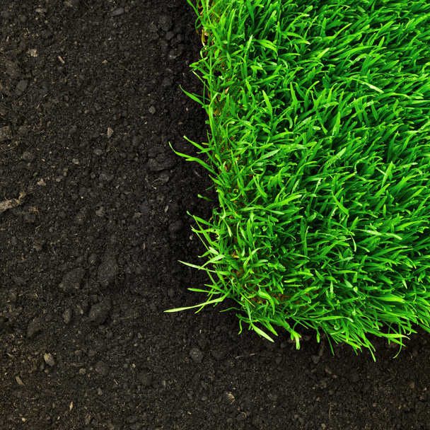 Healthy grass and soil - Foto, afbeelding