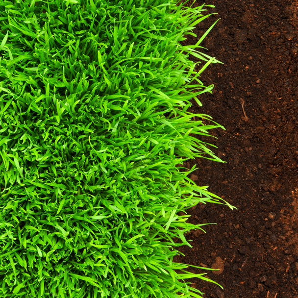 Healthy grass growing in soil pattern - Φωτογραφία, εικόνα