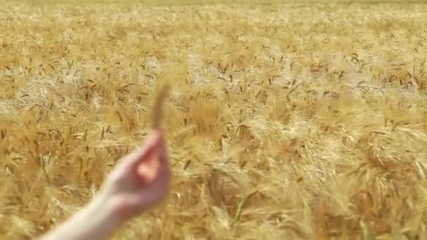 Field of yellow wheat - Materiał filmowy, wideo
